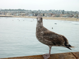 Close up shot of a Seagulls