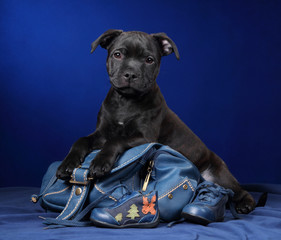Funny little puppy of english staffordshire bull terrier with backpack, black puppy on blue...