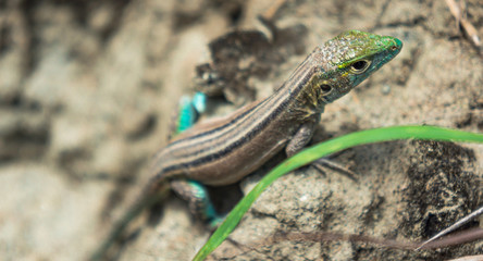 lizard on the stone, tatacoa desert Huila Colombia
