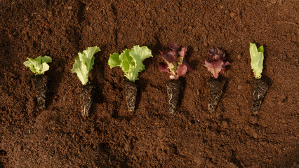 Variedad de lechugas listas para plantar.
