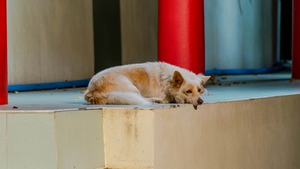 Ein hübscher, obdachloser Hund versucht in der großen Hitze zu schlafen.
