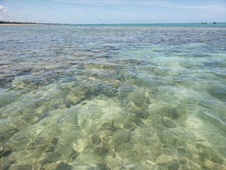 corais, natureza, vida marinha, animais, água cristalina, mar, praia, 