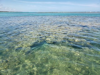 corais, natureza, vida marinha, animais, água cristalina, mar, praia, 