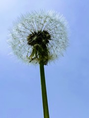 dandelion against blue sky