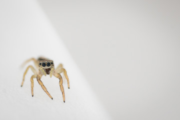Springspinne
