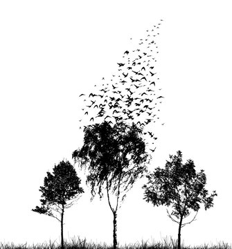 Silhouettes of trees with flying birds. Vector illustration