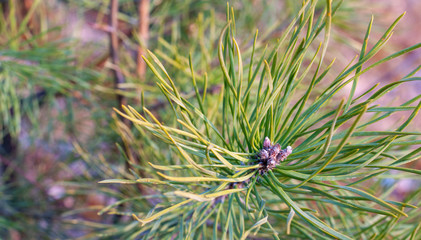 Naklejka na ściany i meble Pine needles diverge from the center. Pine needles close up. Pine, green sprig of pine. Forest. Background drawn by nature.