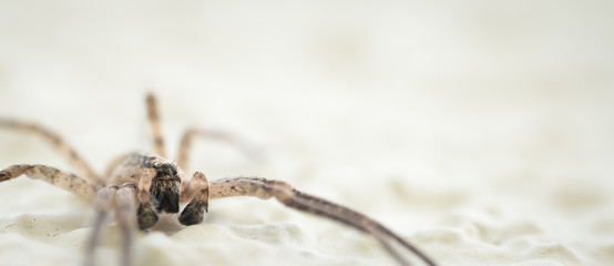 Spinne