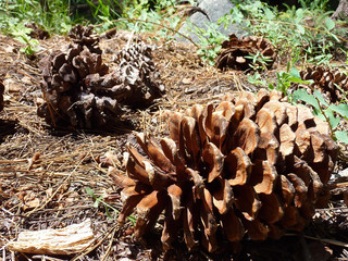Close up shot of several big pine nut on the ground