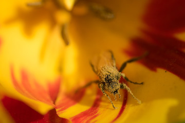 Wespe in Tulpe