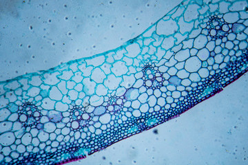 Microscopic image of wheat stem cross-section