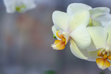 white, yellow phalaenopsis orchid with dewdrop, macro, closeup, on dark background with sunbeams with copy space