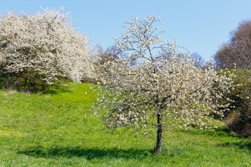 Fototapeta premium Kirschblüte in Wiesbaden-Frauenstein. 06.04.2020.