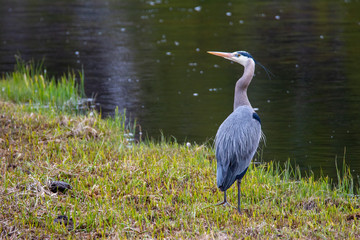 great blue heron by the bank of the Madison River in Yellowstone National Park