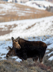 Moose in late Winter grazing near the Teton National Park