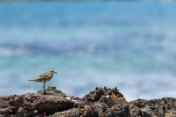 A Pacific Golden Plover on the Big Island of Hawaii