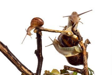 Snails on the walk. Clams traveling on a branch illustrating different emotions, connection, warm company.
