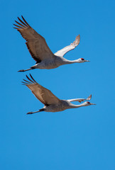 sandhill cranes together flying against a deep blue sky near the Platte River in Nebraska