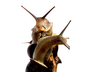 Snails on the walk. Clams traveling on a branch illustrating different emotions, connection, warm company.