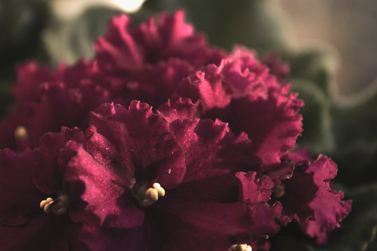 flickering violet at sunset