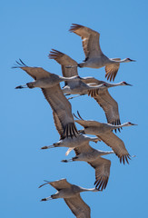 sandhill cranes in a flock flying against a deep blue sky near the Platte River in Nebraska