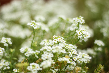 Flores delicadas que puderam se destacar em meio à imensidão do verde. 