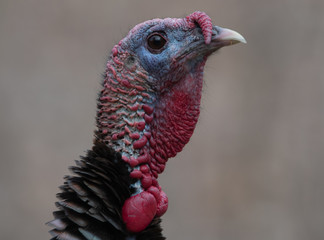 Female wild turkey closeup of head