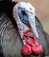 Close view of male wild turkey head with snood and wattle prominent 