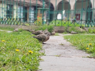 ducks in the grass