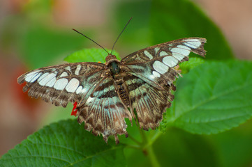 butterfly on a leaf