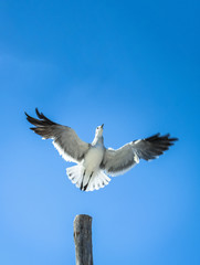 seagull in flight in blue sky