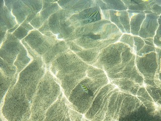 &aacute;gua cristalina, peixe, amarelo, transparente, f&eacute;rias, natureza, 