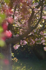 Garden during spring season with cherry tree and tulips