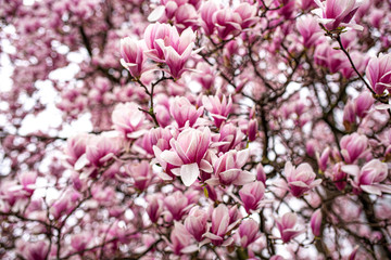 magnolia tree blooming