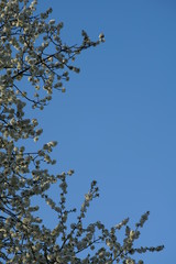 Frische Knospen im Frühling