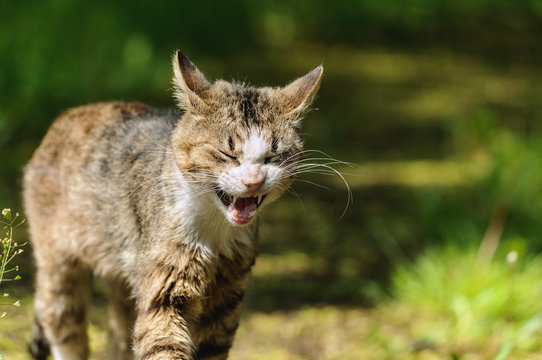 Street striped cat "laughs." Summer. Blurred background. Selective focus.