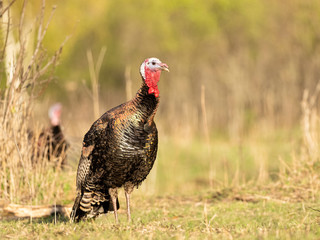 Turkey at sunset posing for a photographer