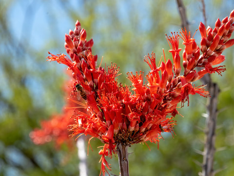 Ocotillo Bloom With Bee