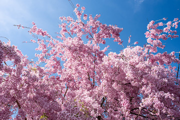 Fototapeta na wymiar Cherry blossom tree in bloom