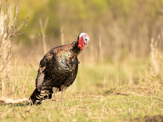 sad Turkey at sunset looks down