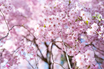 pink cherry blossom in spring