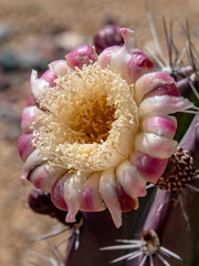 organ pipe cactus bloom