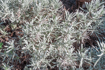 close up of a plant