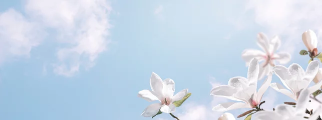 Keuken spatwand met foto Delightful blooming white magnolia flowers against the clouds sky. Fantasy spring background. © Marisha
