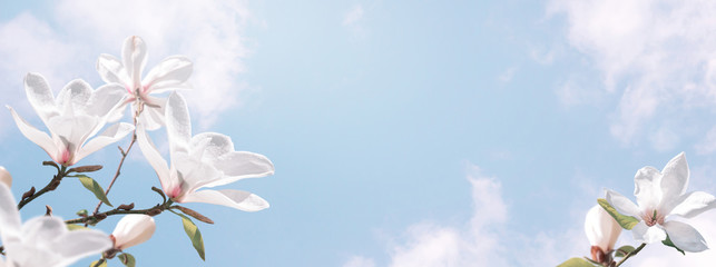 Delightful blooming white magnolia flowers against the clouds sky. Fantasy spring background.