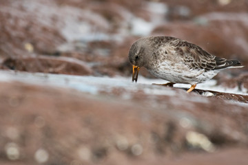 Bécasseau violet à la recherche de crustacés