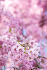 pink cherry blossoms in bloom