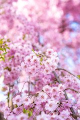 cherry blossom in spring