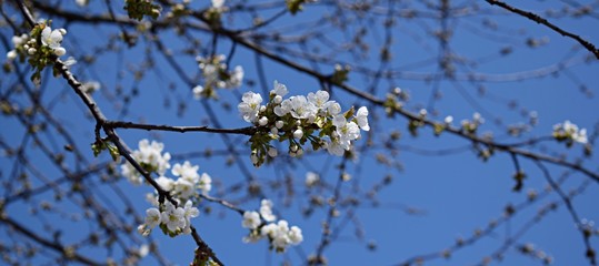 Blooming cherry tree branch