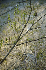 Salix alba im Frühling an der Sieg
